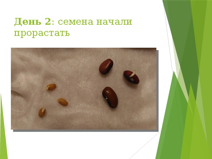 Проращивание семян проект