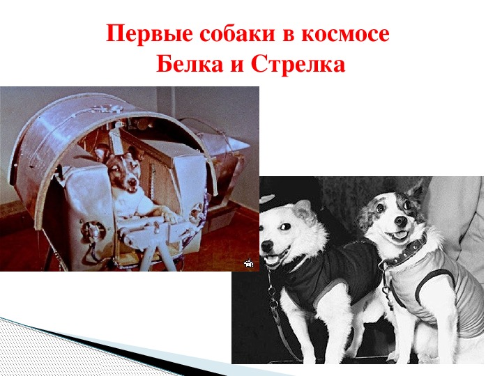 Самые первые собаки полетевшие в космос