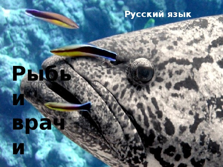 Презентация по русскому языку на тему "Работа с текстом. Рыбьи  врачи" 2-4 класс