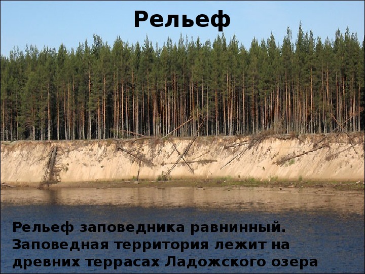 Нижней свирском заповеднике. Нижне-Свирский заповедник. Нижнесвирский природный заповедник Ленинградской области. Свирский заповедник в Ленинградской. Свирская губа Ладожского озера.