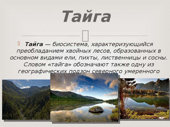 Люди тайги слова. Стихотворение о тайге. Стихи про тайгу. Тайга текст. Текст про тайгу.