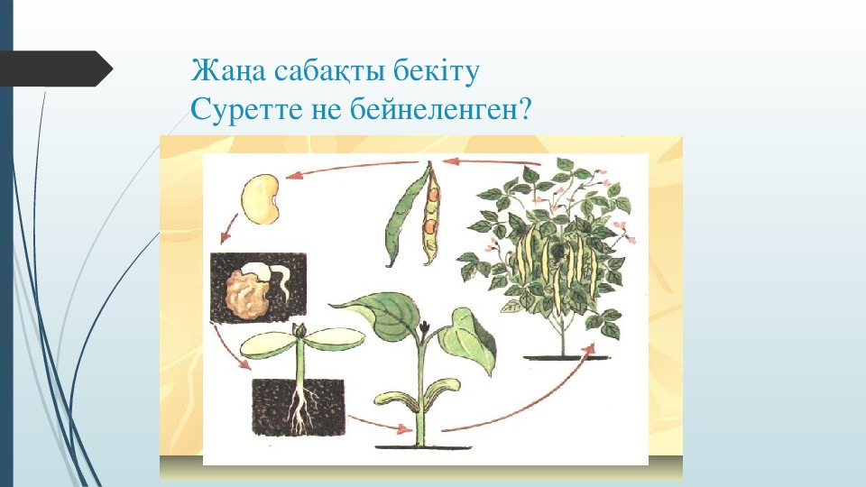 Рост растений 6 класс биология. Рост это в биологии.