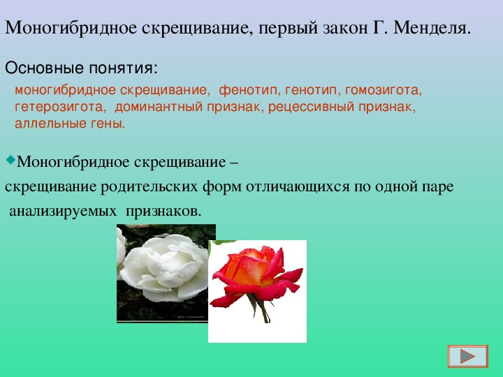 Моногибридное скрещивание егэ. Моногибридное скрещивание презентация. Презентация по биологии моногибридное скрещивание. Моногибридное скрещивание 9 класс биология. Моногибридное скрещивание примеры.