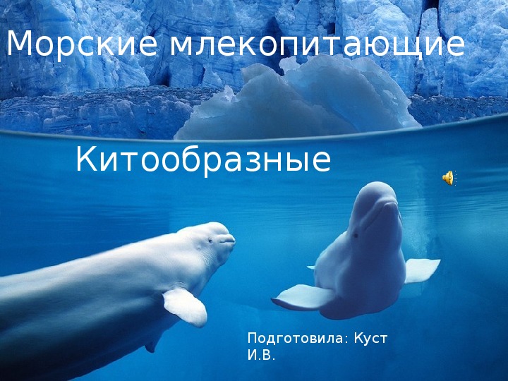 Обложка для материала Презентация по биологии на тему:"Морские млекопитающие"