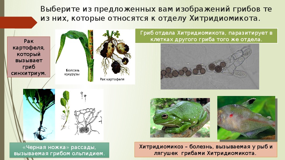 Выберите из предложенных видов