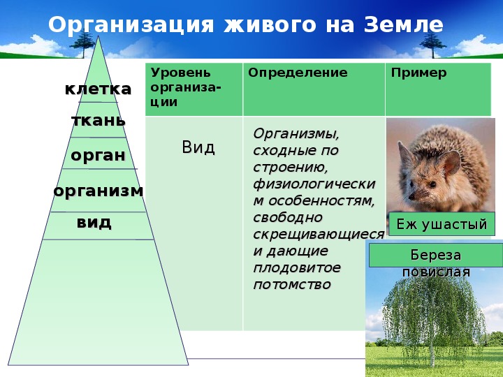 Уровни организации живой природы примеры. Организации живого. От клетки до биосферы в биологии 7 класс. Биология 7 от клетки до биосферы. Виды организации живого.