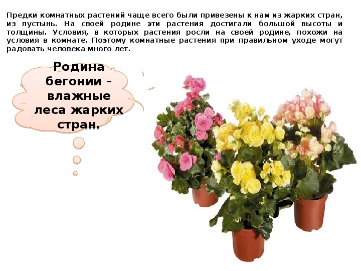 Что растет на подоконнике 1 класс. Что растет на подоконнике окружающий мир 1 класс презентация. Какие цветы растут на подоконнике 1 класс окружающий мир. Что растёт на подоконнике 1 класс тест. Что растёт на подоконнике 1 класс презентация школа России.