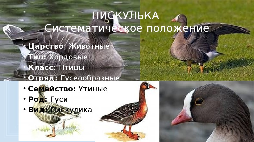 Презентация Исчезающие таксон России