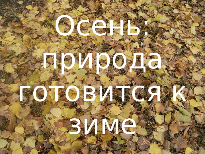 Обложка для материала Осеннь осень хорошая пора