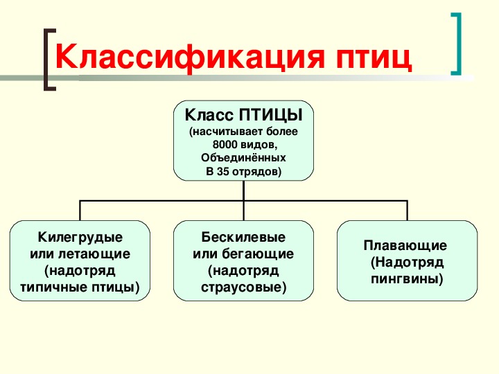 Используя рисунок 164 найдите черты отличия выводковых и гнездовых птиц