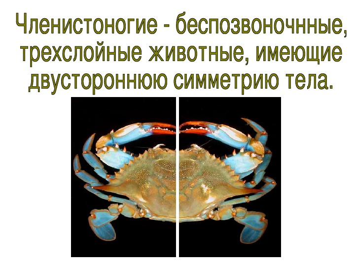 Презентация по членистоногим