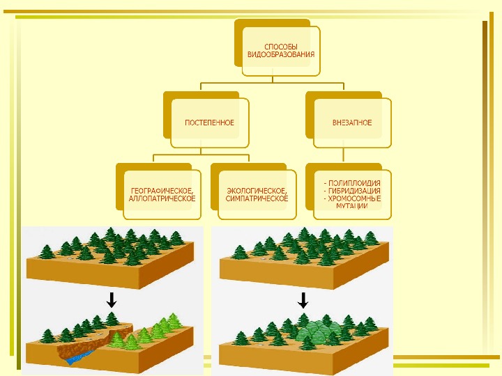 Создайте схему типы видообразования в природе