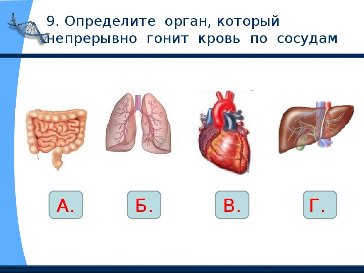 Проверочная работа по теме строение. Организм человека 2 класс окружающий мир школа России. Тест по окружающему миру строение человека 2 класс школа России.