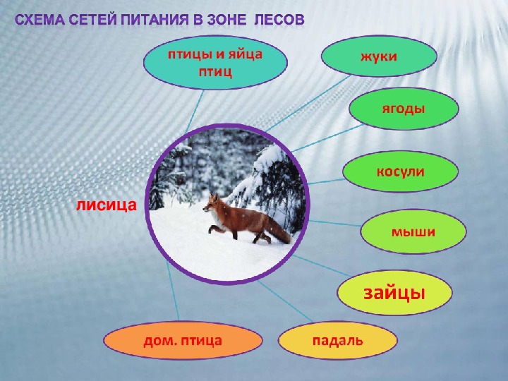 Сеть питания. Сеть питания леса. Схема питания леса. Схема питания в лесу. Лесная пищевая сеть.