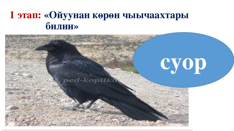 Саха сирин кыыллара презентация