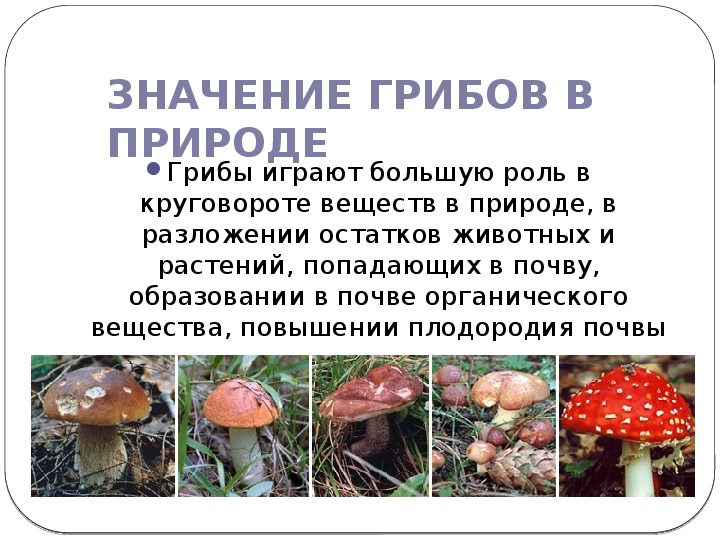 К какому царству относятся грибы 5 класс