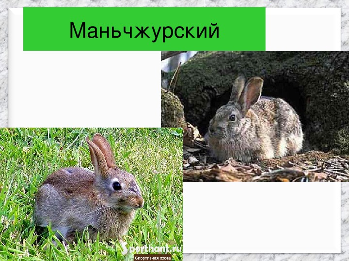 Сибирское прозвище зайца 5 букв. Как называется заяц. Почему зайца так назвали. Почему зайца называют косым. Как можно назвать зайца.
