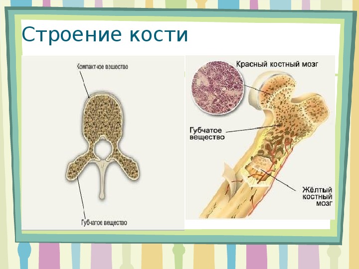 Функция желтого костного мозга в трубчатой кости. Строение кости желтый костный мозг. Плоские кости костный мозг. Строение кости красный костный мозг. Красный и желтый костный мозг.