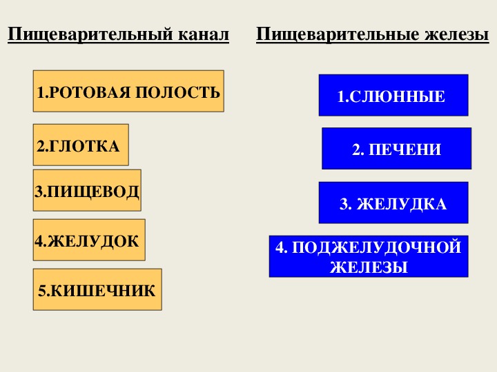 Пищеварение 8 класс