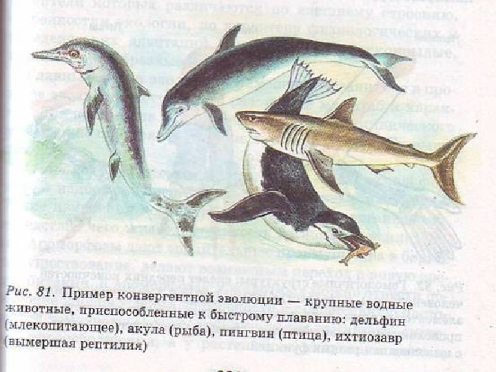 Рассмотрите рисунок где изображены акула и дельфин почему они имеют похожую форму тела и