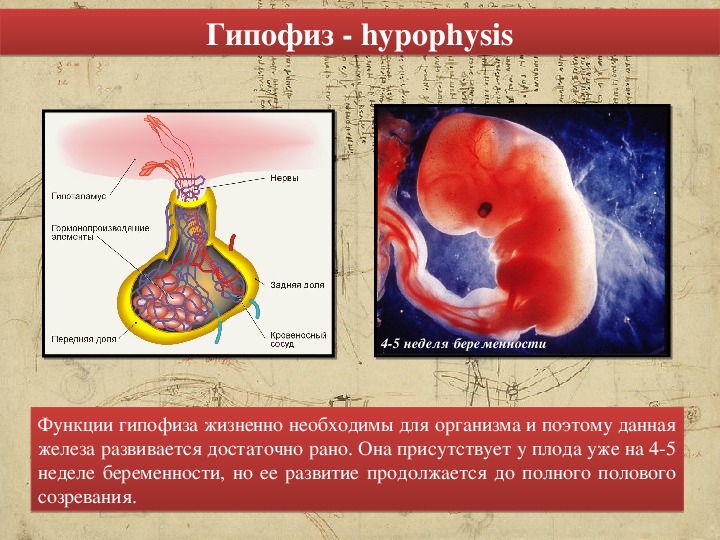 Презентация гипофиз анатомия