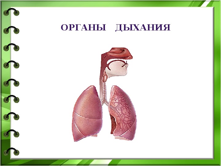 Органы дыхания человека презентация 4 класс