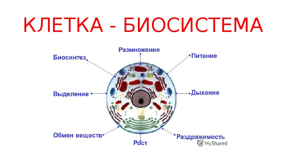 Биосистема это. Схема клетка Живая система. Схема клетка Живая система биология 5. Клетка Живая система схема 5 класс по биологии. Схема клетка Живая система 6 класс биология.