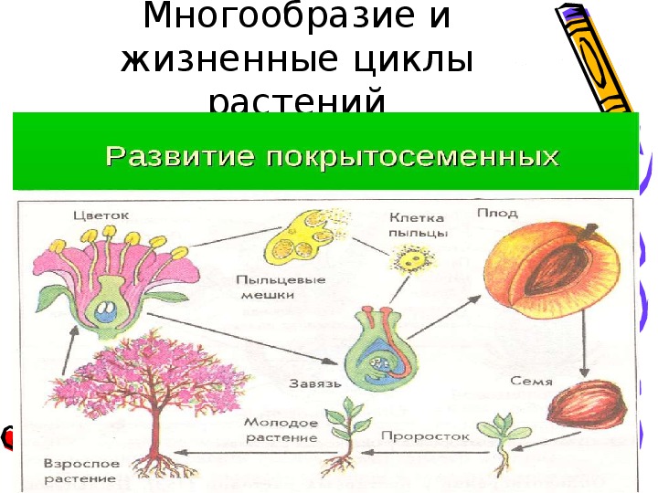 Схема жизненного цикла растения егэ