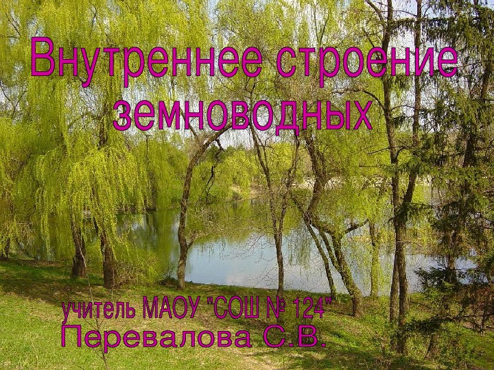 Презентация "Внутреннее строение земноводных" 7 класс