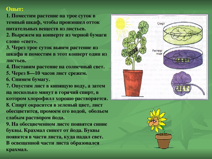 Общее Знакомство С Растениями 6 Класс