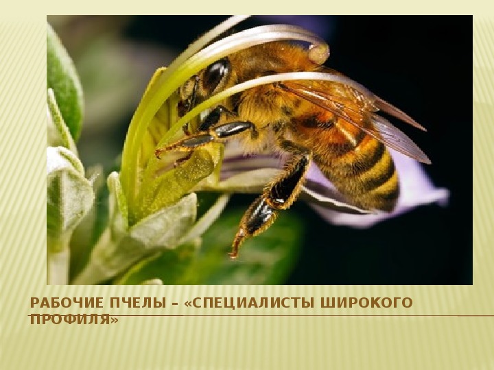 «Первые шаги юных исследователей в науку» Пчелиная семья