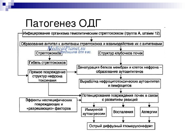 Покажите в виде схемы почему после перенесенной ангины может возникнуть гломерулонефрит