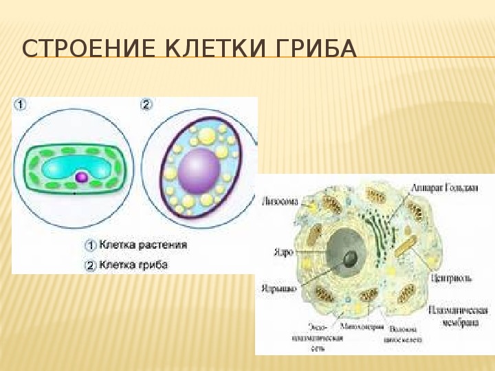 Клетка организма имеет оформленное ядро грибы. Строение клетки грибов 7 класс.