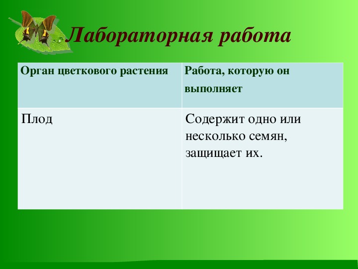 Лабораторная работа изучение внешнего строения цветкового растения