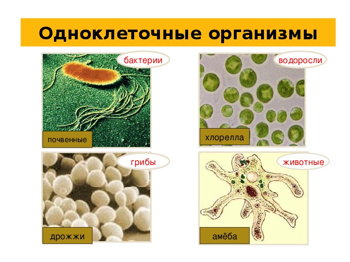 Презентация одноклеточные и одноклеточные животные