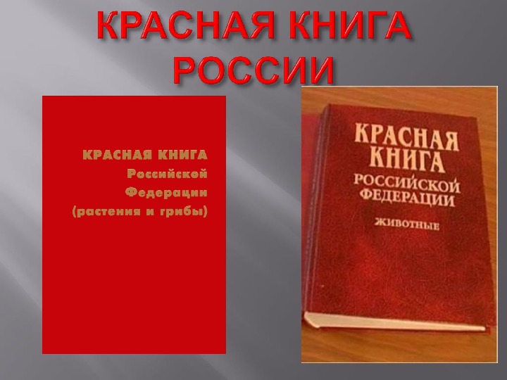 Презентация на тему "Красная книга"