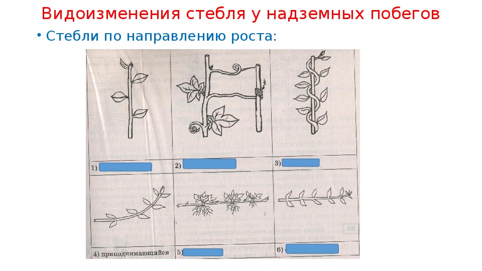 Видоизменения стебля