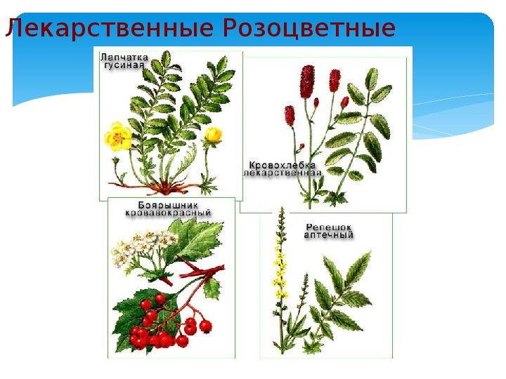 Презентация на тему двудольные растения 6 класс