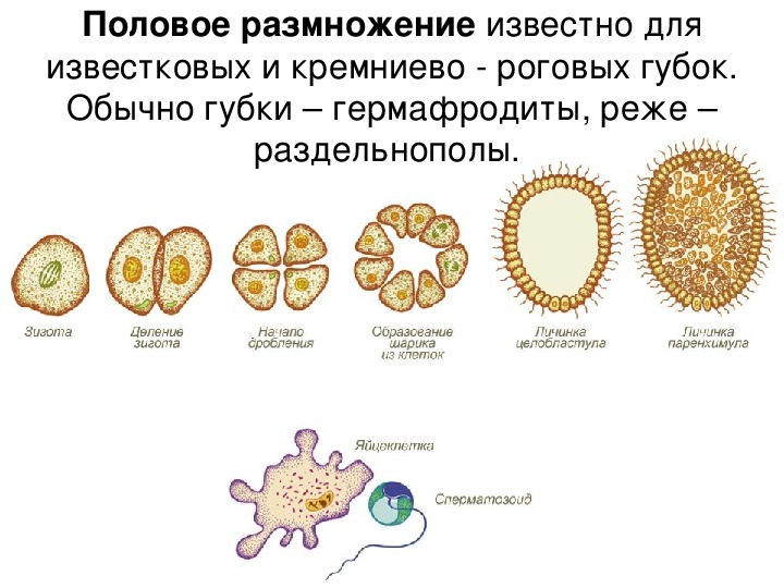 Губки схема размножения