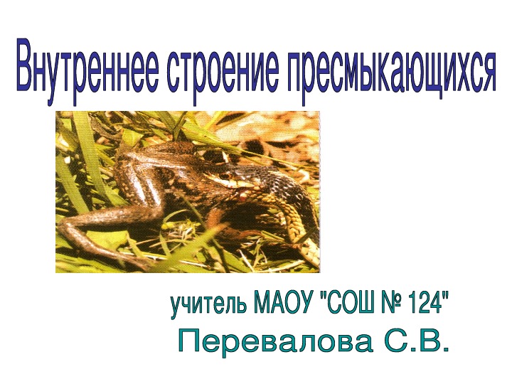 Презентация "Внутреннее строение пресмыкающих" 7 класс