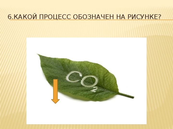 На представленном рисунке ученик зафиксировал. Процессы в биологии 6 класс. Основы жизнедеятельности растений. Главное жизнедеятельности растений. 6 Кл жизнедеятельность растений.