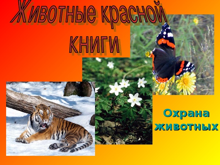 Обложка для материала Презентация Животные красной  книги