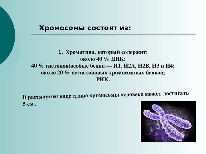 Образование хромосом состоящих из одной молекулы днк