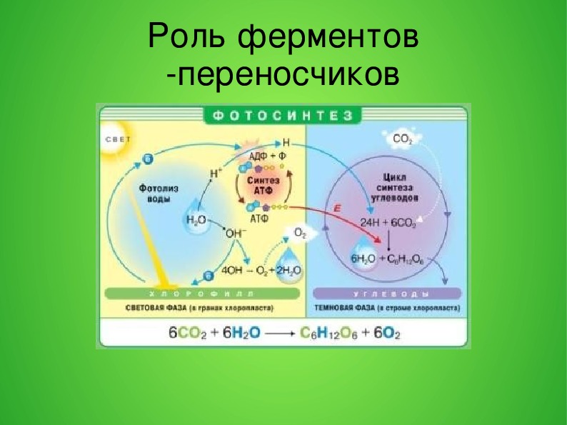 Укажите роль ферментов. Роль ферментов и АТФ В метаболизме. Роль ферментов и АТФ В обмене веществ. Роль ферментов в обеспечении метаболизма. Функции ферментов синтеза веществ.