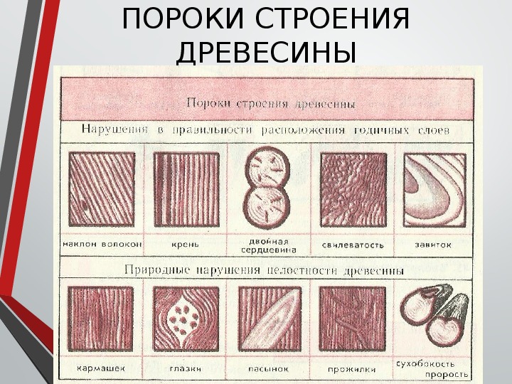 Пороки древесины 6 класс технология презентация