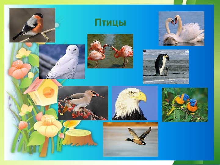 Презентация многообразие животных 1 класс. Разнообразие животных птицы 3 класс. Сообщение по окружающему миру 3 класс на тему разнообразие животных. Комплексная работа тема разнообразие животных.