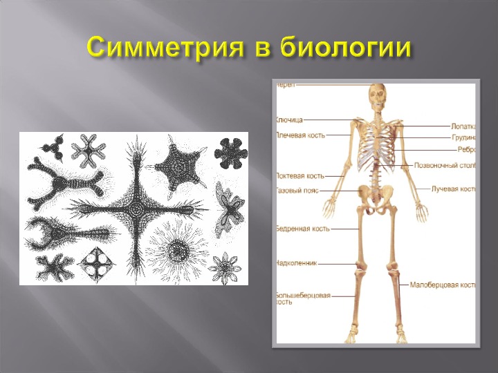 Презентация симметрия в биологии