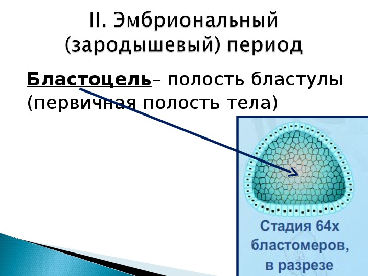 Индивидуальное развитие биология 9 класс