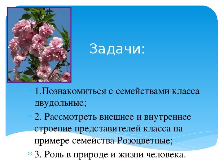 Описание семейства розоцветных по плану 6 класс биология