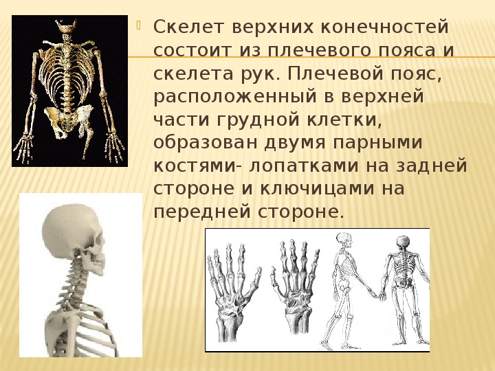 Зачем скелет. Скелет для презентации. Скелет человека презентация. Человеческий скелет для презентации. Скелет человека презентация для дошкольников.